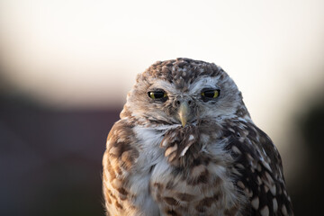 Burrowing Owl (Athene cunicularia) Staring Intently at the Camera. Sunset on the Vast Pampas Grasslands of Buenos Aires, Argentina