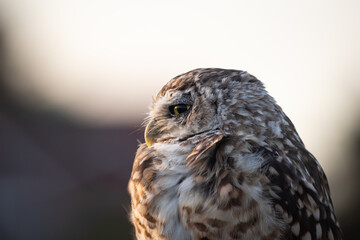 Burrowing Owl (Athene cunicularia) Staring Intently at the Camera. Sunset on the Vast Pampas Grasslands of Buenos Aires, Argentina