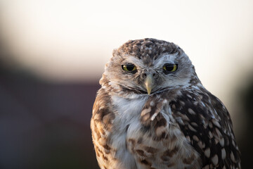 Burrowing Owl (Athene cunicularia) Staring Intently at the Camera. Sunset on the Vast Pampas Grasslands of Buenos Aires, Argentina
