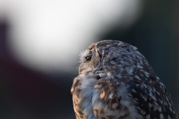 Burrowing Owl (Athene cunicularia) Staring Intently at the Camera. Sunset on the Vast Pampas Grasslands of Buenos Aires, Argentina
