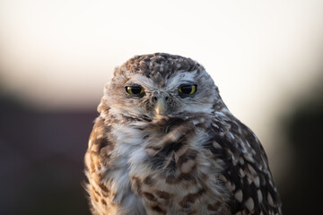 Burrowing Owl (Athene cunicularia) Staring Intently at the Camera. Sunset on the Vast Pampas Grasslands of Buenos Aires, Argentina