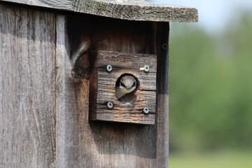 bird house in the wood