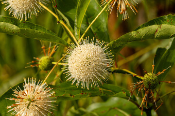wild flower of a thistle