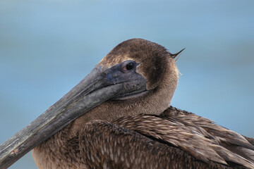 Brown Pelican Closeup with Ocean Background  in Tulum, Yucatan, Mexico (Pelecanus occidentalis)
