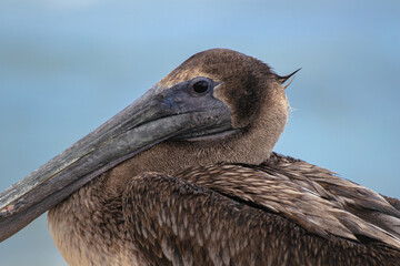 Brown Pelican Closeup with Ocean Background  in Tulum, Yucatan, Mexico (Pelecanus occidentalis)
