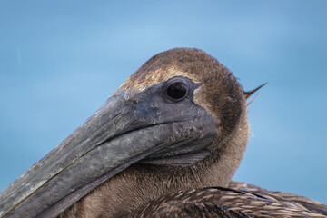Brown Pelican Closeup with Ocean Background  in Tulum, Yucatan, Mexico (Pelecanus occidentalis)
