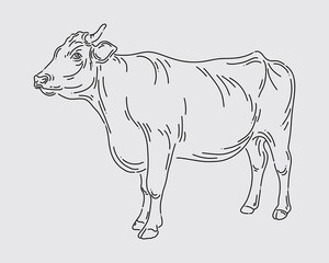 Outline illustration of cow cattle neat animal vector isolated print art editable