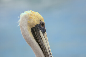 Brown Pelican Closeup with Ocean Background  in Tulum, Yucatan, Mexico (Pelecanus occidentalis)
