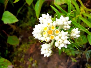 Wild white flower close-up with yellow center blooming in natural forest