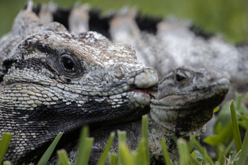Close-Up of Black Spiny-Tailed Iguana Biting Another Iguana Lizard while Reproduction. Coastal Tulum Landscape, Yucatan, Mexico (Ctenosaura similis) 


