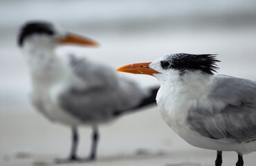 Royal terns on a Caribbean shoreline, esting on the beaches of Tulum, Yucatan, Mexico. (Thalasseus...