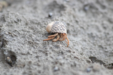 Photography of a tiny and cute Pacific hermit crab on a rock in Yucatán, Mexico (Coenobita compressus). Animal behaviour, changing shells.