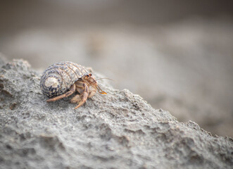 Photography of a tiny and cute Pacific hermit crab on a rock in Yucatán, Mexico (Coenobita compressus). Animal macro shot. 