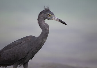 Dark Morph Cute Little Blue Heron (Egretta caerulea) Portrait with Windblown Crest in Coastal beach close to the ocean, Tulum, Yucatán, Mexico. Looking funny at the camera. Wildlife photography. 


