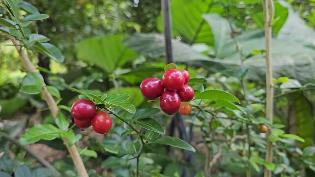 Zoom in shot of ripe limeberry fruits or Lime Berry, Triphasia trifolia,  growing on a small shrub with shiny green leaves.