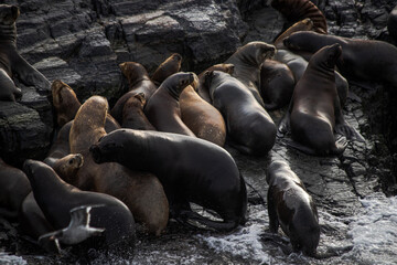 South America Sea Lion (Otaria flavescens) Colony Resting on Rugged Patagonian Rocks in Ushuaia, Tierra del Fuego, Argentina. 

