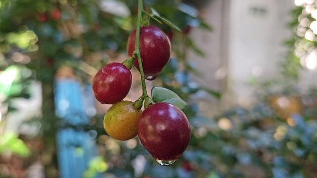 Close-up of ripe limeberry fruits or Lime Berry, Triphasia trifolia,  growing on a small shrub with shiny green leaves.
