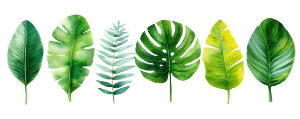 Fresh watercolor illustration of tropical leaf collection. Green foliage plant cutout for beautiful stamp design element
