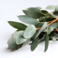 A bouquet of eucalyptus leaves, simple style, white background