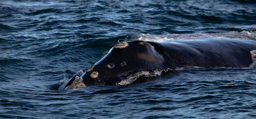 Fototapeta premium Southern Right Whale (Eubalaena australis) Surfacing in Patagonian Waters, Peninsula Valdes, Chubut, Argentina