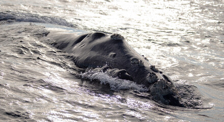 Southern Right Whale (Eubalaena australis) Surfacing in Patagonian Waters, Peninsula Valdes,...
