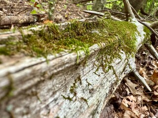 Moss Tendrils on Weathered Wood — Wilderness Inspiration
