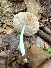Mushroom Underside and Forest Floor
