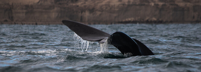 Southern Right Whale Tail fin (Eubalaena australis) Surfacing in Patagonian Waters, Peninsula Valdes, Chubut, Argentina © Matias Popoff
