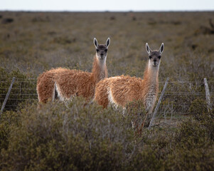 Wild Guanacos in Patagonian Shrubland Rural Landscape, Peninsula Valdes, Argentina (Lama guanicoe)
