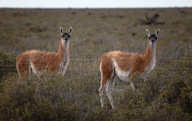 Wild Guanacos in Patagonian Shrubland Rural Landscape, Peninsula Valdes, Argentina (Lama guanicoe)
