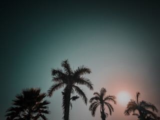 An evening beach sky showcasing palm trees