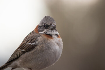 Rufous-collared sparrow close up portrait in Peninsula Valdes, Chubut, Argentina. (Zonotrichia...