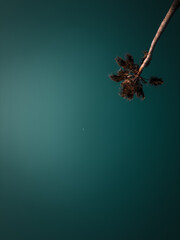 An evening beach sky showcasing palm trees