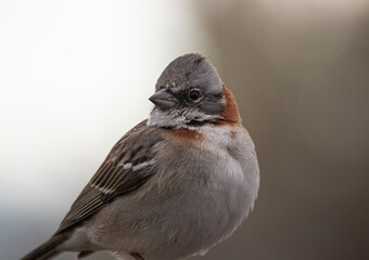 Rufous-collared sparrow close up portrait in Peninsula Valdes, Chubut, Argentina. (Zonotrichia...