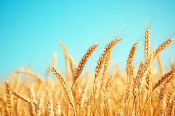Fototapeta premium Golden wheat field against a vibrant blue sky