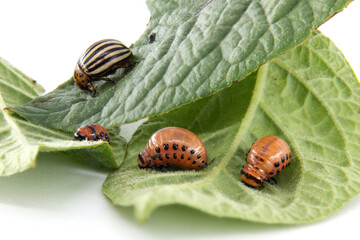 Colorado potato beetle and larvae eating potato leaves