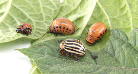 Colorado potato beetles in different life stages on a green leaf, close-up.