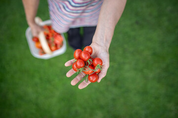 Woman hand holding ripe cherry tomatoes, showing to camera in green backyard. Food sustainability,...