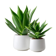 Obraz premium Two lush green succulent plants in white ceramic pots isolated on transparent background