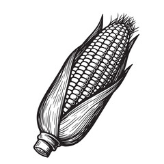 Vintage art illustration of a detailed black and white ear of corn on the cob