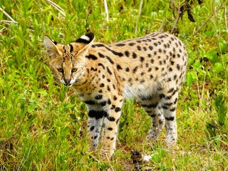 A Serval Cat in Ndutu