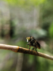 Ommatius insects that eat up wood