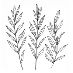 Fototapeta premium Minimalist Ink Drawing of Sagebrush Stems with Flowing Lines