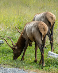 Two Spike Elk Graze Along Edge Of Parking Area In Cataloochee