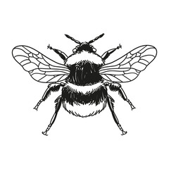Original bumblebee illustration, minimalist ink line drawings.