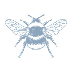 Original bumblebee illustration, minimalist ink line drawings.