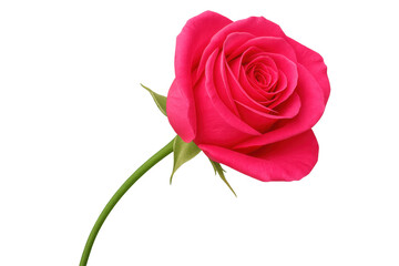 Pink rose bloom resting against transparent backdrop, symbolizing love, romance, delicate floral elegance