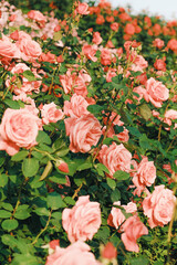 full-bloom-rose-arbor-garden