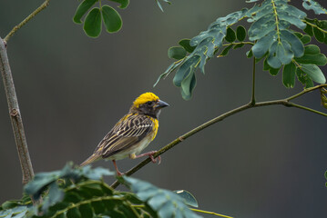 Close up of a vibrant yellow and brown Baya weaver bird perched on a delicate tree branch against a lush green blurred background.