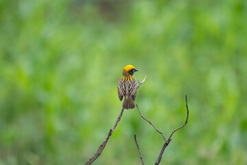 Close up of a vibrant yellow and brown Baya weaver bird perched on a delicate tree branch against a...